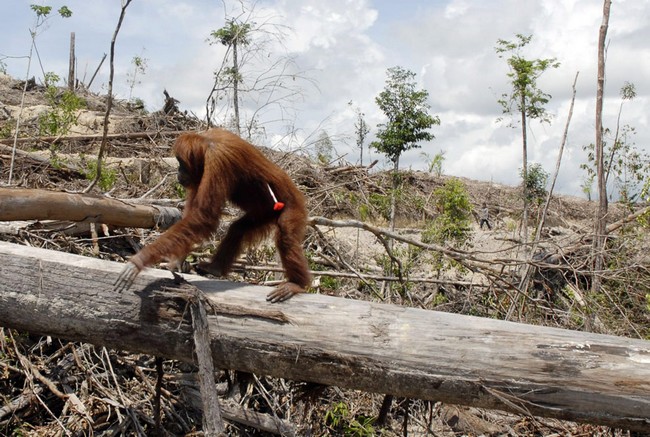 Un orang outang dans une future plantation d'huile de palme